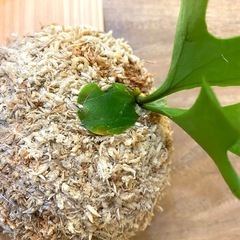 【観葉植物】 商談中　ビカクシダ　p. リドレイ　の画像