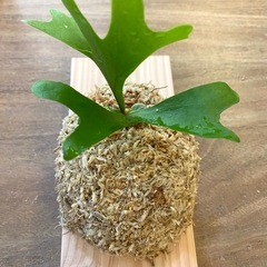 【観葉植物】 商談中　ビカクシダ　p. リドレイ　の画像