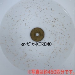 自家繁殖 タイリクミジンコ  約200匹 ②