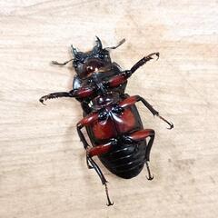 アカアシクワガタ(兵庫県川西市産)大型F1成虫(♂×2 ♀×1)トリプルセット ※即ブリード可能！の画像