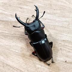 アカアシクワガタ(兵庫県川西市産)大型F1成虫(♂×2 ♀×1)トリプルセット ※即ブリード可能！の画像