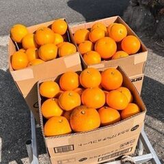 ちびはっさく（農薬不使用）を格安（5㎏で700円）でお譲りします。もちろんふつうに食べられます。の画像