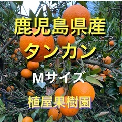 （鹿児島県産）たんかん Ｍサイズ 4〜4.5kいちき串木野産