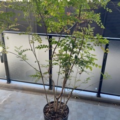 シマトネリコ（鉢植え、150cm程）