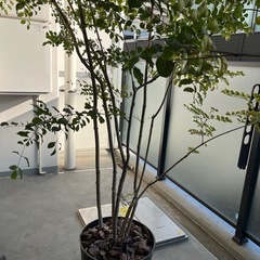 シマトネリコ（鉢植え、140cm程）