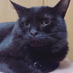ちょい長毛ふわもこ！大人し優し♡癒し担当の黒猫くん - 大田区