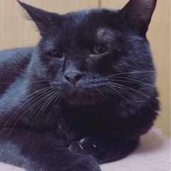ちょい長毛ふわもこ！大人し優し♡癒し担当の黒猫くん - 猫