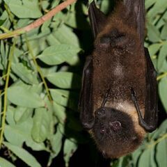 ネズミ・コウモリの害獣駆除★リフォームの森の害獣駆除★平塚支店 - 平塚市