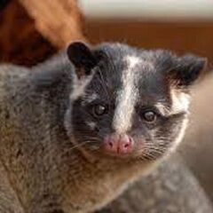 ネズミ・コウモリの害獣駆除★リフォームの森の害獣駆除★平塚支店 - 害虫/害獣駆除