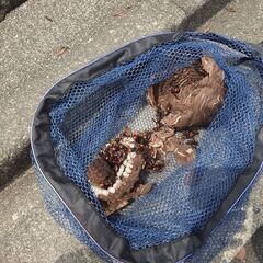 ネズミ・コウモリの害獣駆除★リフォームの森の害獣駆除★平塚支店 − 神奈川県