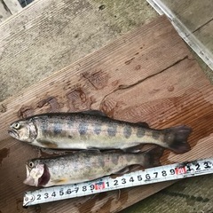 釣り仲間募集 - 友達