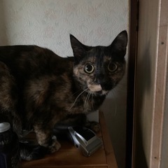 サビ猫さん　譲渡決定！