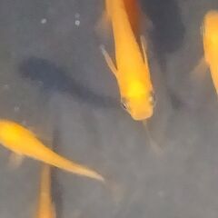 メダカ 鬼赤紅帝の子孫 若魚10匹の画像