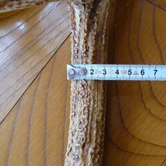 エゾシカの角　蝦夷鹿の角　１頭分の画像
