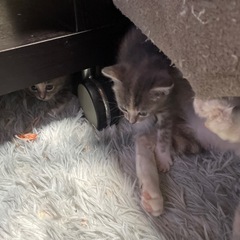 生後一ヵ月の雄ネコ2頭