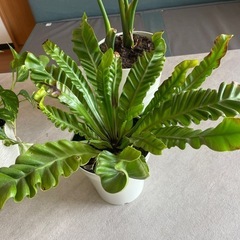 【受付終了しました】観葉植物３点セットの画像