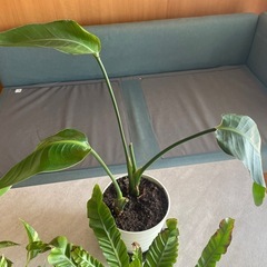 【受付終了しました】観葉植物３点セットの画像