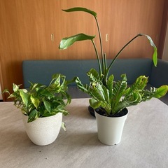 【受付終了しました】観葉植物３点セット