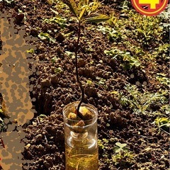 苗🌱アドカド　一緒にアボカド農家を目指しませんか？の画像