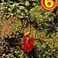 苗🌱アドカド　一緒にアボカド農家を目指しませんか？の画像