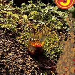 苗🌱アドカド　一緒にアボカド農家を目指しませんか？の画像