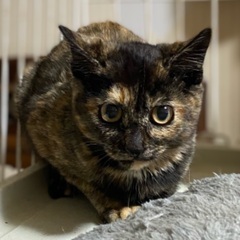 かわいいサビ猫の女の子　紅