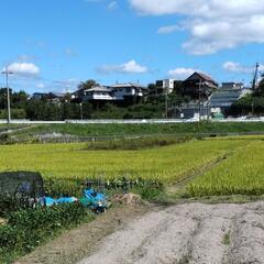 ２反有り。米作り・畑に最適！名神高速降り場近く。近鉄佐味田川駅近陽当たり良好。 - 土地販売/土地売買