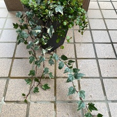 アイビー＆セダム＆ワイヤープランツの画像