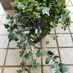 アイビー＆セダム＆ワイヤープランツの画像