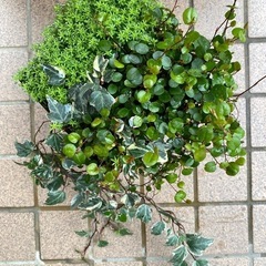 アイビー＆セダム＆ワイヤープランツ