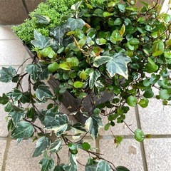 アイビー＆セダム＆ワイヤープランツの画像