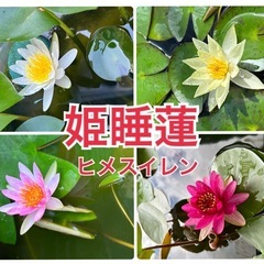 睡蓮、姫スイレン始めました
