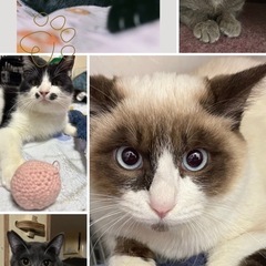 🐈ほごにゃんCOCORO譲渡会のお知らせ🐈