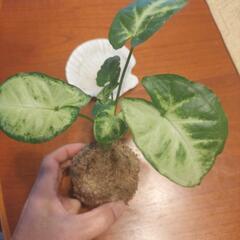 苔玉②