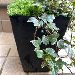 アイビー＆セダム＆ワイヤープランツの画像