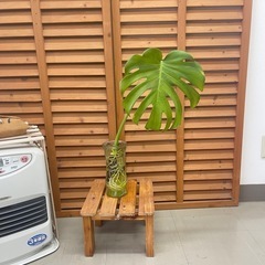 モンステラ