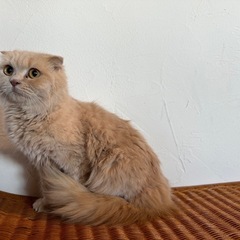 スコティッシュ8ちゃん