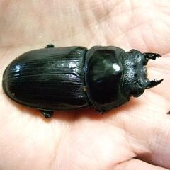 福岡県産オオクワガタ ♀48.6ミリの画像