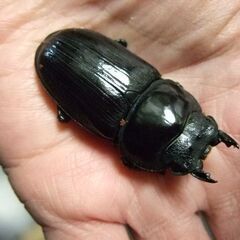 福岡県産オオクワガタ ♀48.6ミリの画像