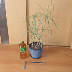 観葉植物 ドラセナ コンシンネ ホワイボリー 鉢付き