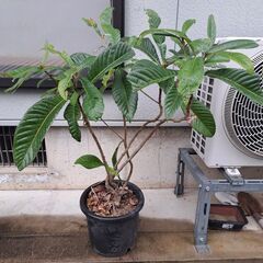ビワ