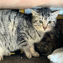 グレーが綺麗なキジのジル - 猫