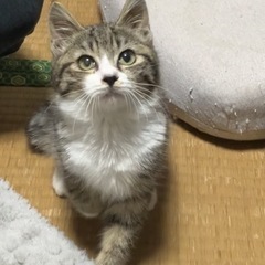 🥰とっても甘えん坊のゴロゴロちゃんお話し中です