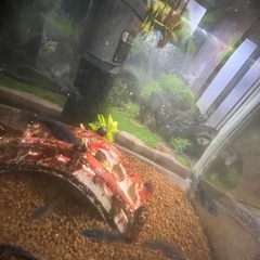 ブラックダイヤか夜桜　卵10個の画像