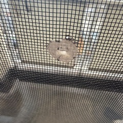 市営団地網戸大3枚小1枚の画像