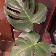 大人気の観葉植物・モンステラ・育てやすい  　7800円を