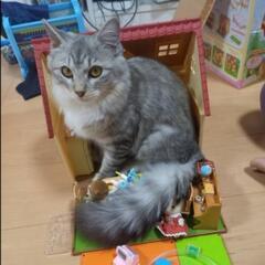 🐱飼い猫探しています！！💦
