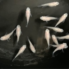 【小城メダカ】完売しました🙇‍♂️特価‼️半ダルピュアホワイトメダカ🐟の画像