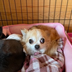 チワワ8歳と13歳2匹