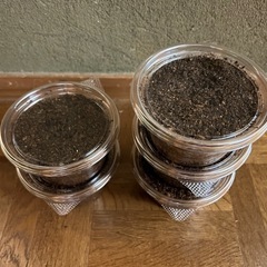 ニジイロクワガタ　SR血統 
